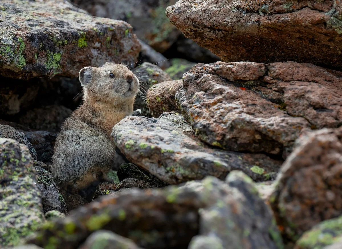 Pika American Pika — Deirdre Denali Photography
